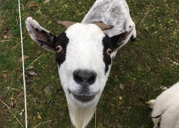 Les Marmottes Pour 12 Avec Bain Nordique Privatif *